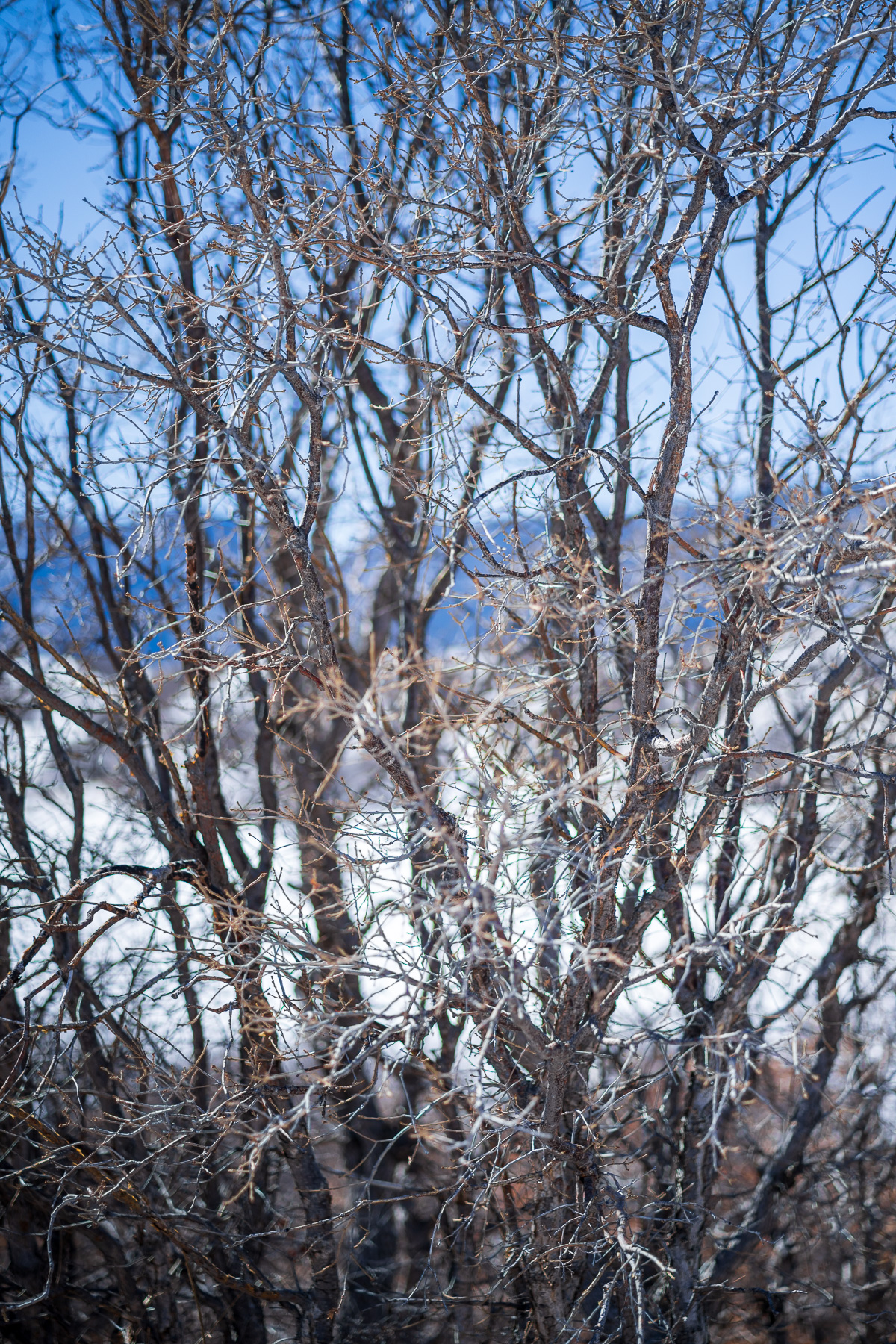 in focus, a tree, with out-of-focus mountains visible behind it