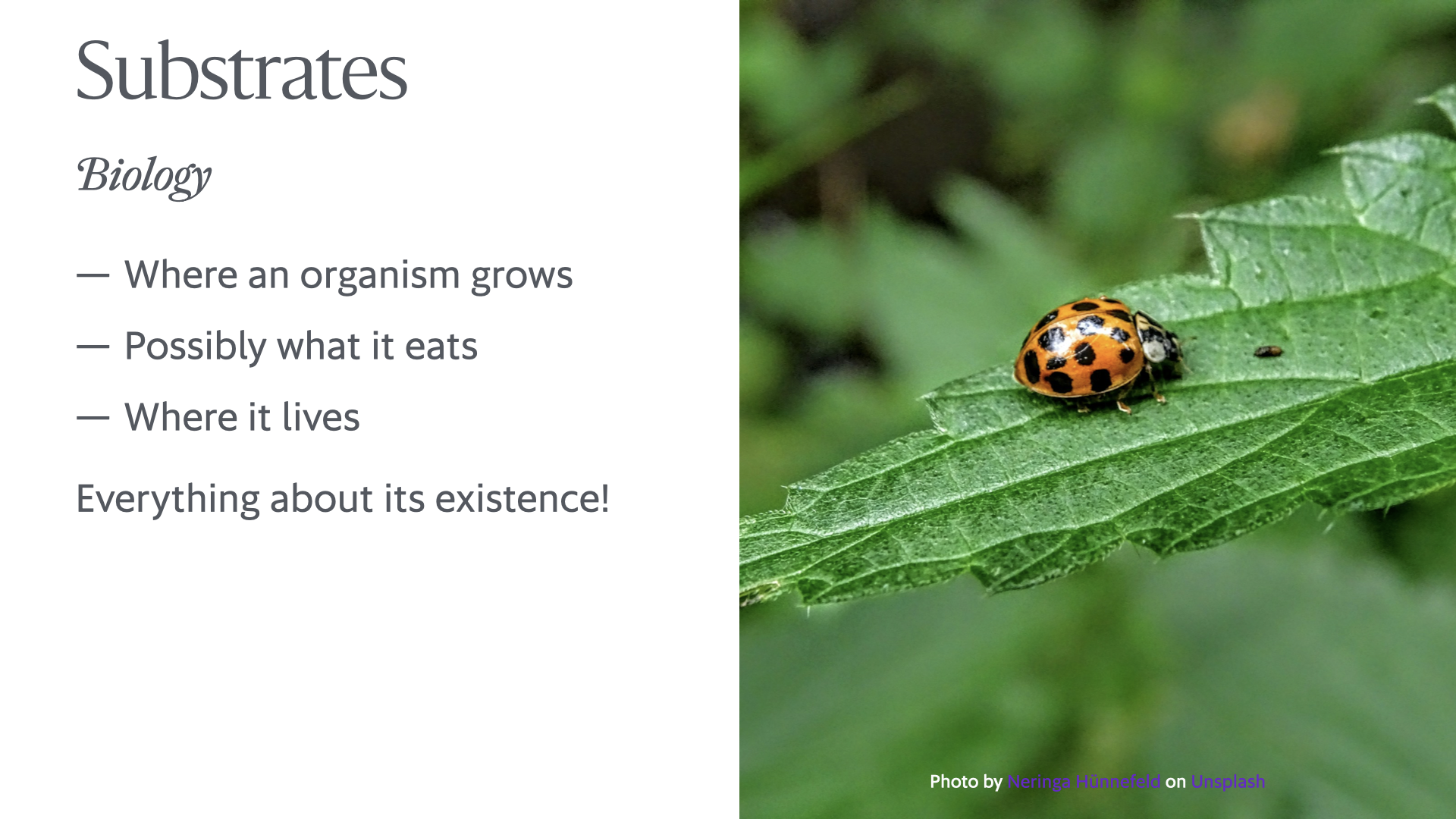 Slide showing a ladybug on a leaf and reading 'Substrates: Biology: – Where an organism <dash-wrap>grows – Possibly</dash-wrap> what it eats – Where it lives. Everything about its existence!'